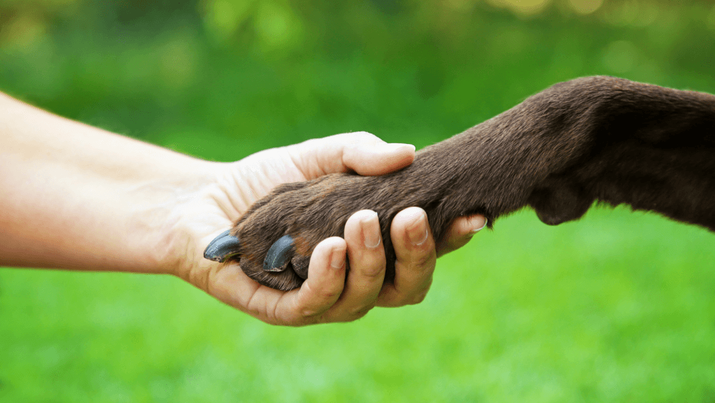 Pet Industry